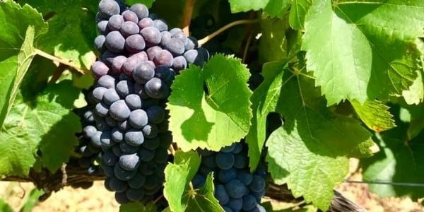 Wino z Cabernet Sauvignon - co to za szczep oraz czemu jest jedną z najbardziej uznawanych odmian winorośli na czerwone wino?