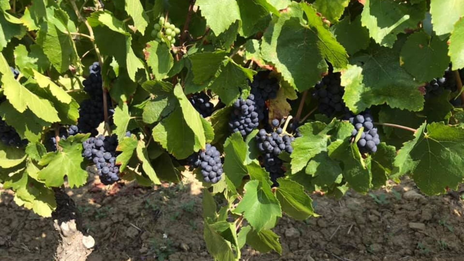 Burgundia – charyzmatyczny region francuskich win. Dlaczego wino burgundzkie jest bardzo znane?